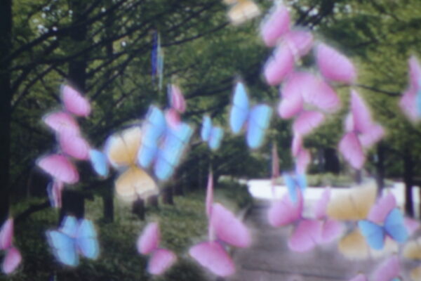 スクリーンに影が通ると、蝶々が飛び交う。